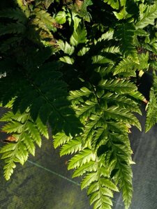 Polystichum rigens 3L