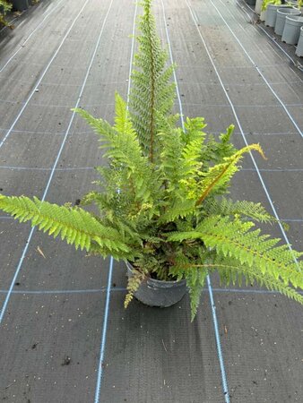 Polystichum set. 'Herrenhausen' 3L - image 4