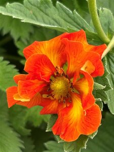 Potentilla 'William Rollisson' 2L