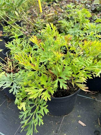 Pulsatilla vulgaris 2L - image 2