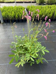 Sanguisorba hak. 'Lilac Squirrel' 2L