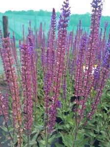 Salvia nemorosa Caradonna 2L - image 2