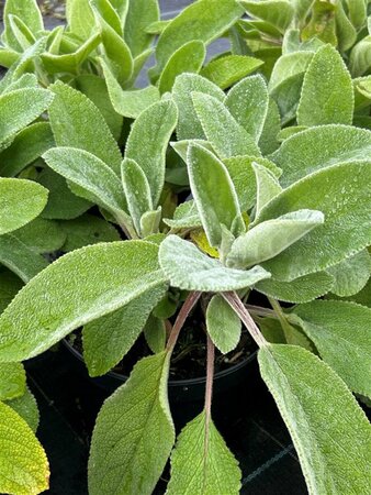 Stachys byzantina 'Big Ears' 2L - image 2
