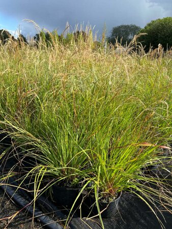 Stipa calamagrostis 3L - image 1