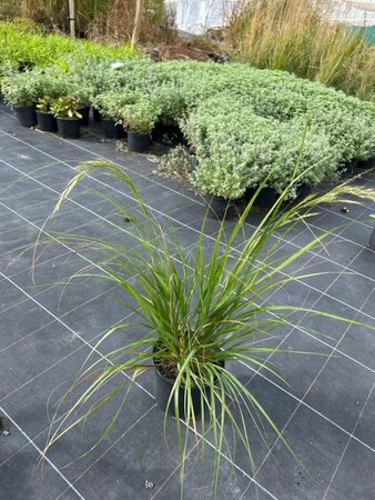 Stipa calamagrostis 3L - image 2