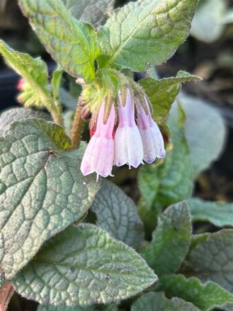 Symphytum grand. 'Hidcote Pink' 2L