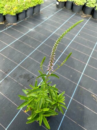 Veronica longif. 'Pink Shades' 2L - image 1