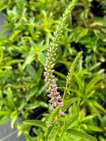Veronica longif. 'Pink Shades' 2L - image 2