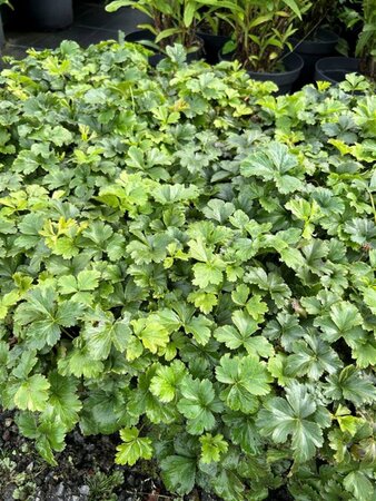 Waldsteinia ternata 2L - image 3