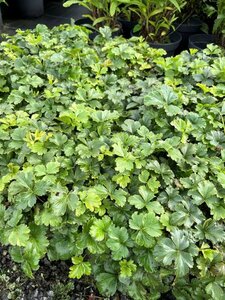 Waldsteinia ternata 2L - image 3