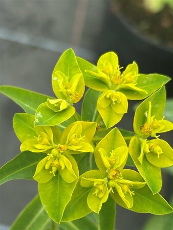 Euphorbia corallioides syn. Oblonga 2L
