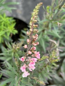 Linaria purpurea Canon J Went 2L
