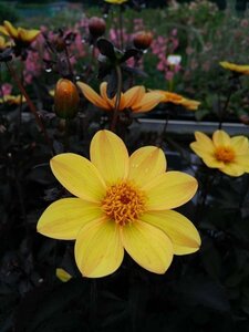Dahlia 'Bishop of York' 3L