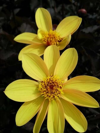 Dahlia 'Bishop of York' 3L - image 2