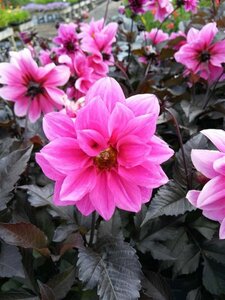 Dahlia 'Fascination' 3L