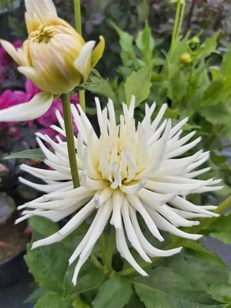 Dahlia 'Playa Blanca' 3L