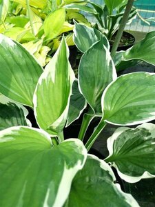 Hosta 'Patriot' 2L