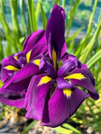 Iris ensata 'Dinnerplate CUpcake' 2L - image 2
