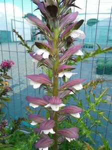 Acanthus spinosus 3L