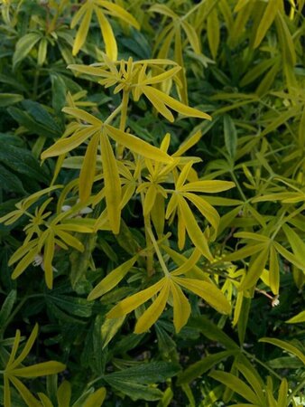 Choisya Goldfingers 3L - image 1