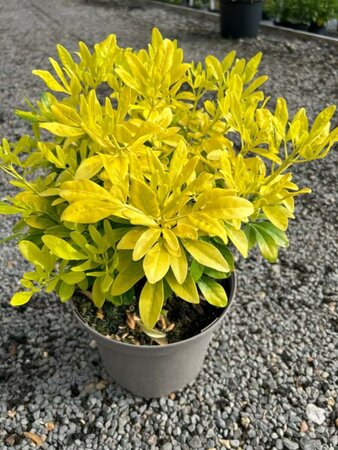 Choisya ternata Sundance 7.5L - image 2