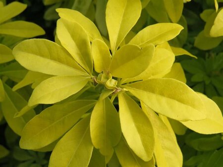 Choisya ternata Sundance 7.5L - image 3