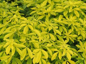 Choisya ternata Sundance 7.5L