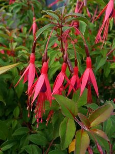 Fuchsia riccartonii 3L