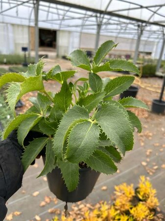 Helleborus argutifolius 2L - image 2