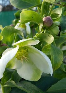 Helleborus argutifolius 2L