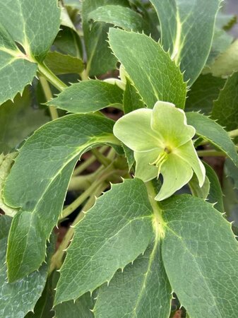 Helleborus argutifolius 2L - image 3