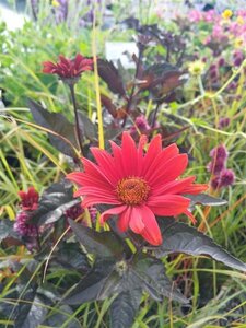 Heliopsis h. 'Bleeding Hearts' 2L