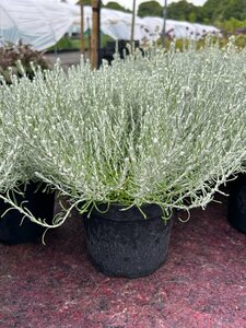 Helichrysum italicum 'Dwarf' 2L