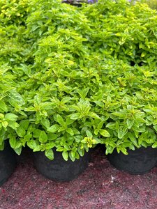 Origanum vulg. 'Gold Tip' 2L