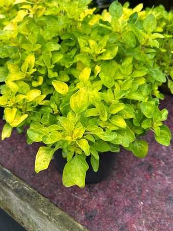 Origanum vulg. 'Gold' 2L