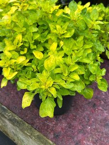 Origanum vulg. 'Gold' 2L