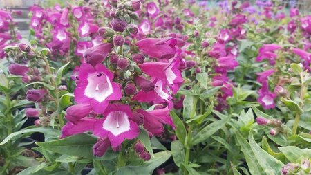 Penstemon Pensham 'Czar' 3L