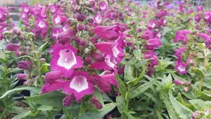 Penstemon Pensham 'Czar' 3L