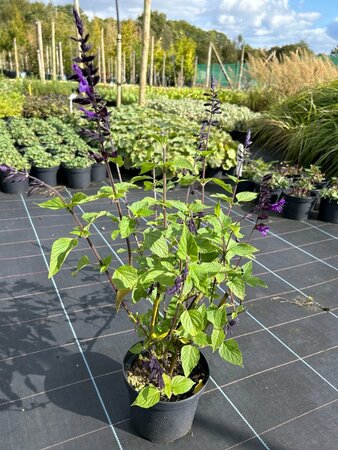 Salvia 'Amistad' 2L - image 3
