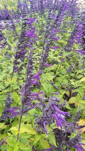 Salvia 'Amistad' 2L
