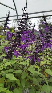 Salvia 'Amistad' 2L - image 2