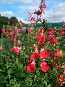 Salvia micr. 'Hot Lips' 2L