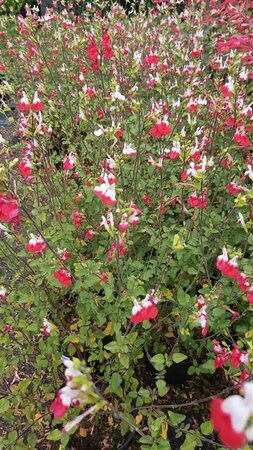 Salvia micr. 'Hot Lips' 2L - image 2
