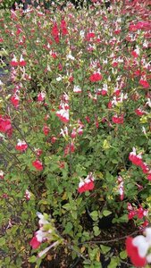 Salvia micr. 'Hot Lips' 2L - image 2