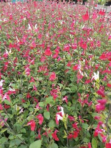 Salvia micr. 'Hot Lips' 2L - image 3