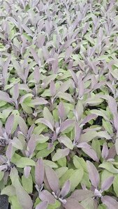 Salvia off. 'Purpurascens' 2L