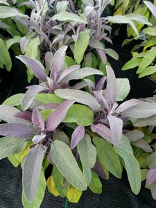 Salvia off. 'Purpurascens' 2L - image 2