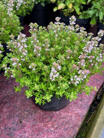 Thymus v. 'Freddy' 2L