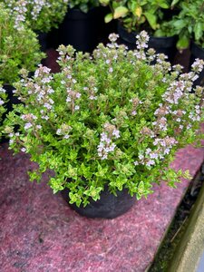 Thymus v. 'Freddy' 2L