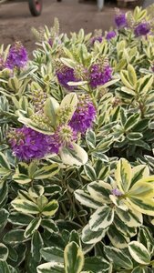 Hebe franciscana 'Variegata' 5L